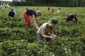 Украинцы на польских плантациях. Фото: Olx.pl.